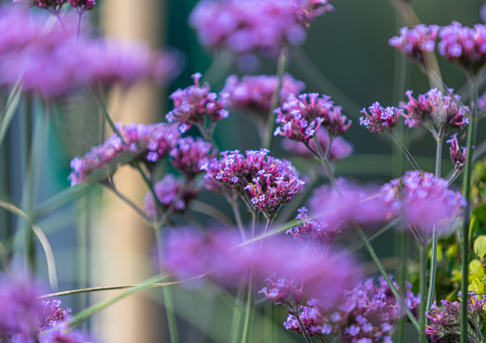 Florum Schleswig-Holstein